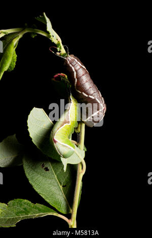 Puss Moth bruchi girare dal verde al marrone poco prima pupating, north Dorset UK, studio immagine su sfondo nero Foto Stock