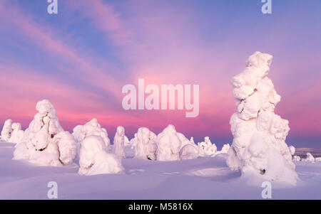 Alberi innevati in Lapponia finlandese Foto Stock