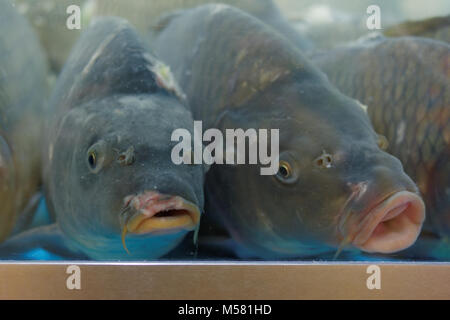 Grosse carpe in acquario sul mercato del pesce Foto Stock