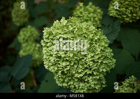 Arborescence ortensie Foto Stock