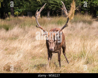 Il cervo di Richmond Park, durante il tempo di calore è uno spettacolo che vale la pena di vedere con le sue grandi corna ...le terre del parco, come se si trattasse di un gigante Foto Stock