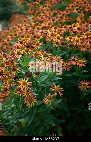 Helenium Foto Stock