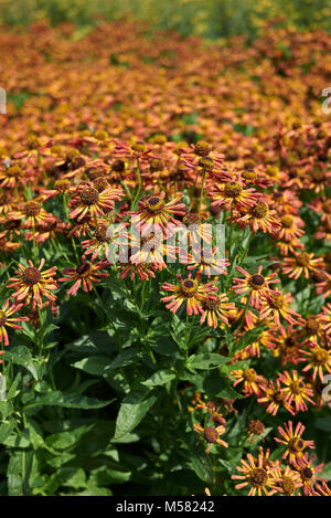 Helenium Foto Stock