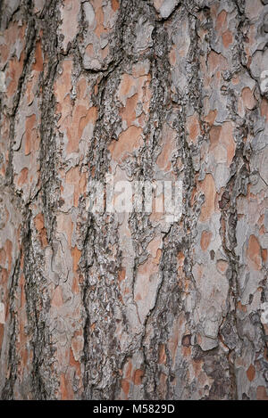 Pinus wallichiana Foto Stock