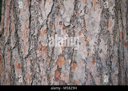 Pinus wallichiana Foto Stock