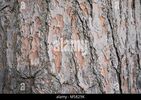 Pinus wallichiana Foto Stock