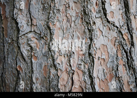 Pinus wallichiana Foto Stock