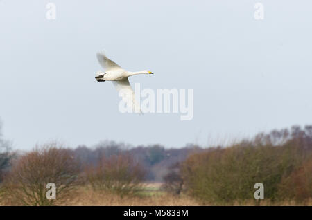 Whooper Swan (Cygnus cygnus) in volo Foto Stock