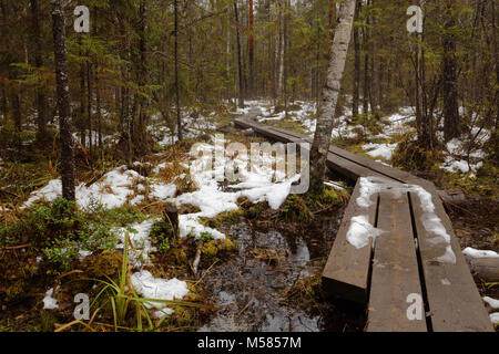 Il sentiero attraverso una zona umida in Nuuksio National Park, Finlandia Foto Stock