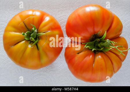 Miami Beach Florida, pomodori da giardino coltivati in casa, pomodori, telaio, girando rosso, maturo, raccolto, simmetrico, asimmetrico, rugoso, imperfetto, frutta, cibo, org Foto Stock