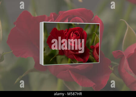 Rose rosse 3D collage Foto Stock