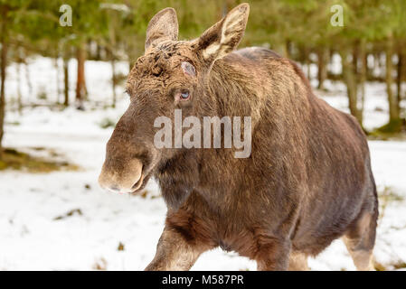 Alci (Alces alces) toro in esecuzione da vicino alla fotocamera. I palchi sono sceso per la stagione lasciando cicatrici solo sulla testa. Foto Stock