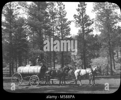 Grand Canyon Matthes Sondaggio del carro d'acqua. Quattro cavalli tirando il carro dell'acqua con l'uomo lo sterzo. Nella foresta di Ponderosa. Tenda da campeggio sulla destra. Vecchio catalogo CARD dice che è al Grand Canyon. CIRCA 1902. Probabilmente HANCE zona di campeggio. Con un gruppo di diapositive da MATTHES sondaggio spedizione nel GRAND CANYON - circa 1902 Foto Stock