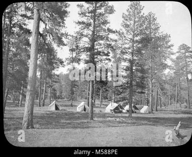 Grand Canyon Matthes Indagine di Campo in tenda. Tende e CAMPING vola nella foresta di Ponderosa. USGS etichetta attaccata con nessuna informazione. CIRCA 1902. Con un gruppo di diapositive da MATTHES sondaggio spedizione nel GRAND CANYON - circa 1902 Foto Stock