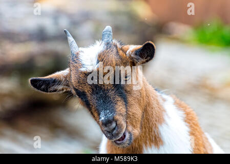 Piccole gabbie di capra nel contenitore e mastica con piacere la loro cibo Foto Stock