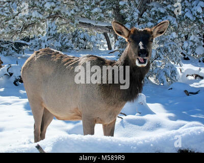 Grand Canyon Parco Nat Elk (Cervus elaphus) in inverno . Elk (Cervus elaphus) sono spesso visto in ed intorno il villaggio di Grand Canyon sul bordo sud del Parco Nazionale del Grand Canyon. Bull elk corna crescono annualmente a partire dal momento in cui essi sono quasi un anno di età. Quando matura, a Bull di rack può avere da 6 a 8 punti o denti su ciascun lato e pesare più di 30 chili. Le corna sono di solito versato in marzo o aprile e iniziare la ricrescita in maggio, quando la crescita ossea è nutrito da vasi sanguigni e coperta da pelliccia-cercando il velluto. La crescita di corna cessa ogni anno entro il mese di agosto, quando i Velvet si asciuga e tori essere Foto Stock
