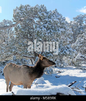 Grand Canyon Parco Nat Elk in inverno Pinyon Juniper . Elk (Cervus elaphus) sono spesso visto in ed intorno il villaggio di Grand Canyon sul bordo sud del Parco Nazionale del Grand Canyon. Bull elk corna crescono annualmente a partire dal momento in cui essi sono quasi un anno di età. Quando matura, a Bull di rack può avere da 6 a 8 punti o denti su ciascun lato e pesare più di 30 chili. Le corna sono di solito versato in marzo o aprile e iniziare la ricrescita in maggio, quando la crescita ossea è nutrito da vasi sanguigni e coperta da pelliccia-cercando il velluto. La crescita di corna cessa ogni anno entro il mese di agosto, quando i Velvet si asciuga e tori begi Foto Stock