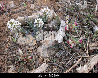 Grand Canyon Nat Park South Rim prima della molla. Due fiori che compaiono sul bordo sud in primavera sono (sinistra) Fendler's pennycress o wild candytuft - Noccaea montana e (a destra) lousewort nana o legno-betony - Pedicularis centranthera A. grigio (con fern-come le foglie). Entrambi gli impianti sono piuttosto comuni e spesso fiore come la neve è ancora la fusione in entrambi ponderosa pine foreste e pinyon-boschi di ginepro. Entrambi gli impianti sono stati trovati anche sul bordo nord del parco. Server dei criteri di rete Foto Stock