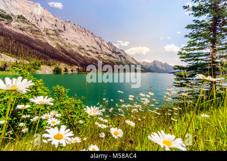 White heath aestri da nascosto Lago Maligne, Jasper National Park, Alberta, Canada Foto Stock