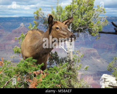 Grand Canyon Parco Nat Young Elk navigando in caduta . Elk (Cervus elaphus) sono spesso visto in ed intorno il villaggio di Grand Canyon sul bordo sud del Parco Nazionale del Grand Canyon. Bull elk corna crescono annualmente a partire dal momento in cui essi sono quasi un anno di età. Quando matura, a Bull di rack può avere da 6 a 8 punti o denti su ciascun lato e pesare più di 30 chili. Le corna sono di solito versato in marzo o aprile e iniziare la ricrescita in maggio, quando la crescita ossea è nutrito da vasi sanguigni e coperta da pelliccia-cercando il velluto. La crescita di corna cessa ogni anno entro il mese di agosto, quando i Velvet si asciuga e tori iniziare Foto Stock