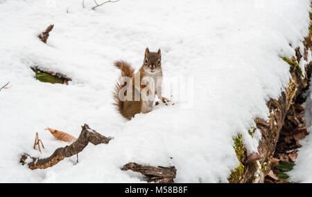 Canadian scoiattolo rosso di guardare direttamente la fotocamera mentre mangia su un albero morto tronco ricoperto di neve in inverno. Foto Stock