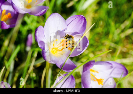 La bellezza e l'ape. Close up di un miele delle api e alcuni viola di crochi. Foto Stock