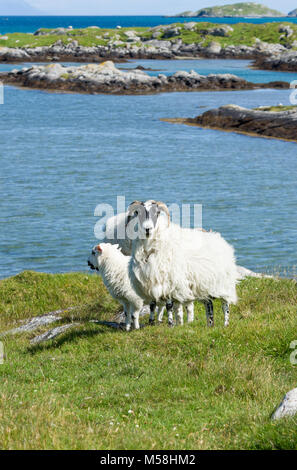 Piccolo gruppo di ovini in robusto il paesaggio costiero della Isola di South Uist, Ebridi Esterne, Scotland, Regno Unito Foto Stock