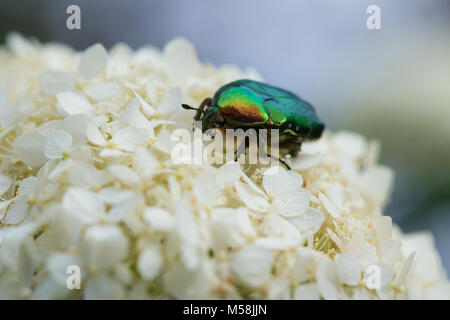 Protaetia aeruginosa beetle su un fiore Foto Stock