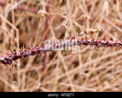 Close up di blackberry urticante barb spine staminali vegetali pericolo; essex; Inghilterra; Regno Unito Foto Stock