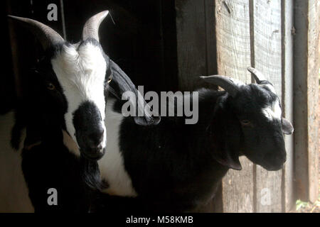 Due animali addomesticati quali capre presso la fattoria Foto Stock