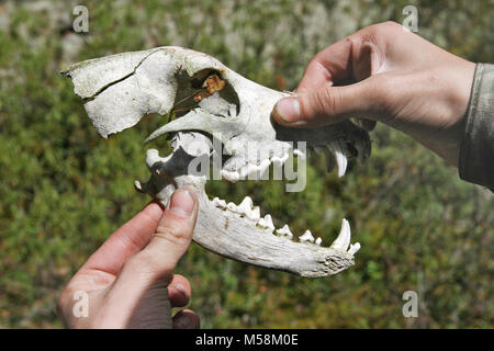 Vecchio cranio di un predatore di cane selvatico Foto Stock