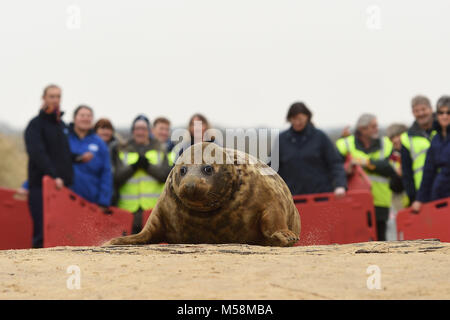 Una guarnizione grigio soprannominato la onorevole Frisbee viene rilasciata nel selvaggio a Horsey Gap in Norfolk. Foto Stock