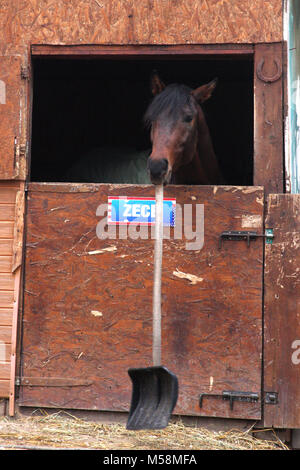 Funny horse tenendo una pala nel suo denti Foto Stock