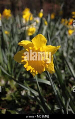 Daffodil giallo Foto Stock