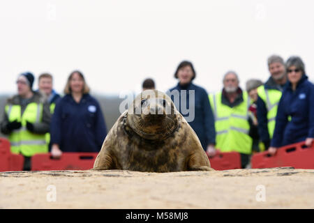 Una guarnizione grigio soprannominato la onorevole Frisbee viene rilasciata nel selvaggio a Horsey Gap in Norfolk. Foto Stock