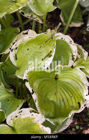 Slug lumaca e danni su Hosta 'inverno Neve' foglie. Foto Stock