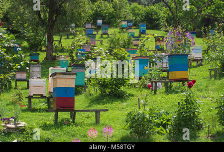 Alveari in apiario alle pendici del Caucaso Foto Stock
