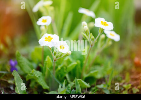 Fiori di Primavera di Primula juliae (Julias Primrose) o bianco primrose nel giardino di primavera. Foto Stock