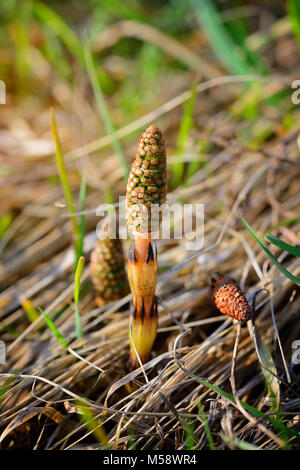 Giovani germogli di equiseto (in latino: Equisetum arvense) Foto Stock