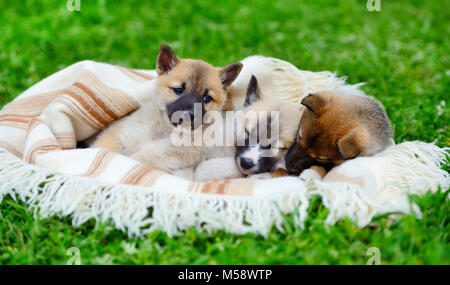 Tre graziosi Siberian Laika cuccioli sulla coperta Foto Stock