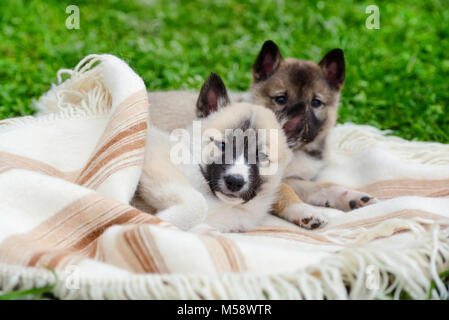 Due graziosi Siberian Laika cuccioli sulla coperta Foto Stock