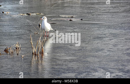 Seagull sul villaggio Congelato stagno, Frampton on severn, Cotswolds, Gloucestershire, Regno Unito Foto Stock