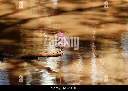 Rosa e grigio Gallah ( Cacatua roseicapilla ) appollaiato sul ramo in billabong, Murchison, Australia occidentale Foto Stock