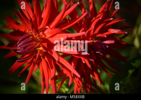 Rosso Fiore Dahlia in una giornata di sole in giardino. Stock Photo Foto Stock