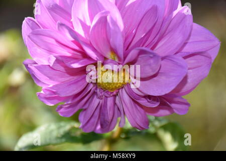 Bella Luce decorativa viola Dahlia Fiore nel giardino. Stock Photo Foto Stock