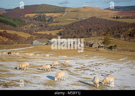 Il Crown Estate terre di fattoria a Glen Livet vicino a Tomintoul Foto Stock