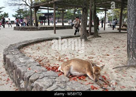 MIYAJIMA, Giappone - 21 Aprile 2012: daini domestici nell'isola di Miyajima, Giappone. Famosa isola santuario è un sito Patrimonio Mondiale dell'UNESCO e un grande turismo destin Foto Stock