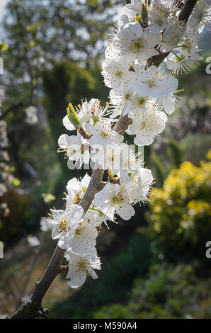 Fioritura blossom su un giovane susino varietà giubileo in un privato giardino inglese in primavera Foto Stock