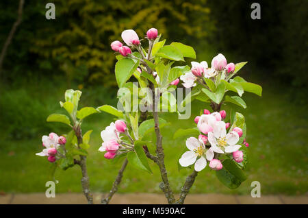 Fioritura blossom su una giovane Malus domestica di Lambourne signore in un privato giardino inglese Foto Stock