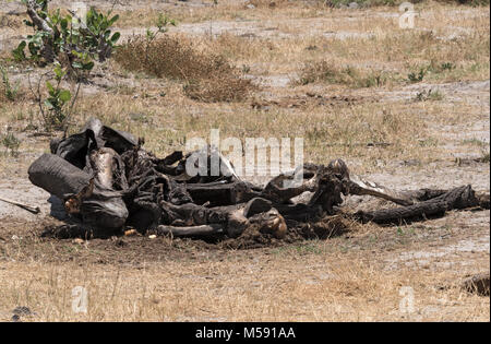 Le spoglie mortali di un elefante nel Parco Nazionale Chobe, Botswana Foto Stock